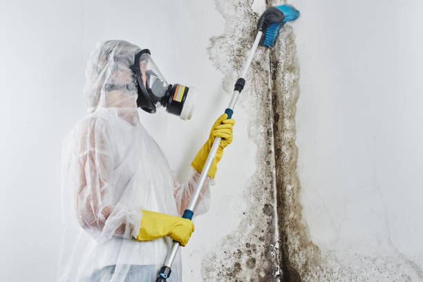 Best Mold Removal Process  in Macopin, NJ