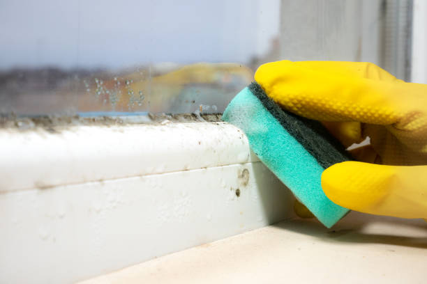 Best Mold Removal Process  in Macopin, NJ