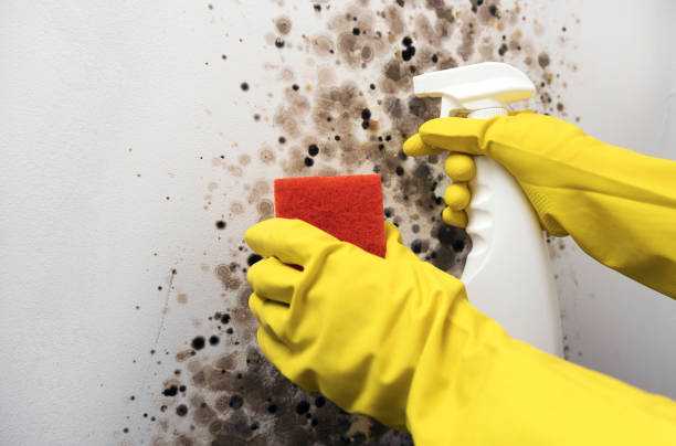 Best Mold Remediation Experts  in Macopin, NJ