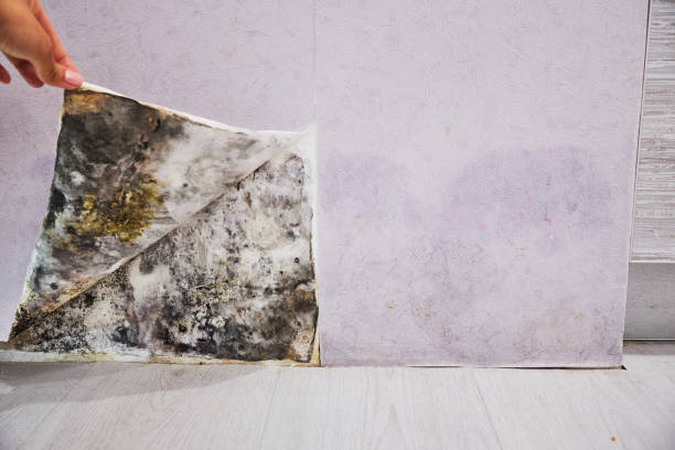 Best Commercial Mold Removal  in Macopin, NJ